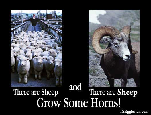 There are Sheep and There Are Sheep